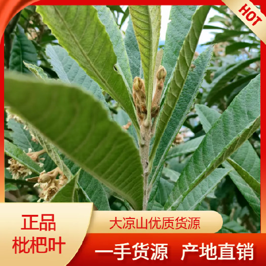 昭通枇杷叶 新鲜自然 晒干 正品枇杷叶