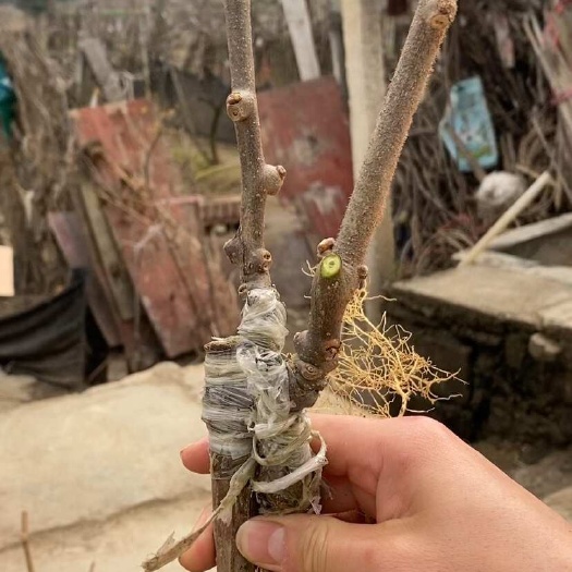 永顺县优质米良猕猴桃苗 湖南湘西产地直发 强壮苗木 稳产