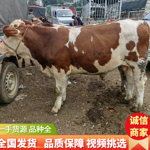 精品四代西门塔尔架子公牛手续齐全养殖场直供视频看货全国发货