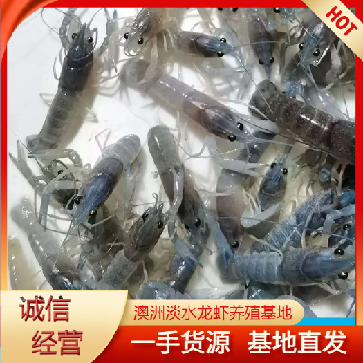 澳洲淡水藍(lán)龍蝦苗 鮮活供應(yīng) 檢疫合格