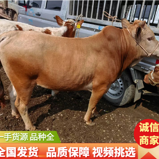 威宁县西门塔尔牛  土黄牛，安客斯，手续齐全养殖场直供视频看货全国