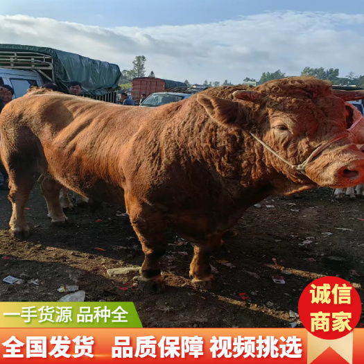 肉牛  土黄牛手续齐全养殖场直供视频看货全国发货