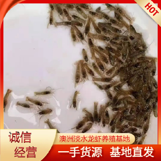 藍(lán)龍蝦苗 澳龍孵化基地直供 鮮活供應(yīng)