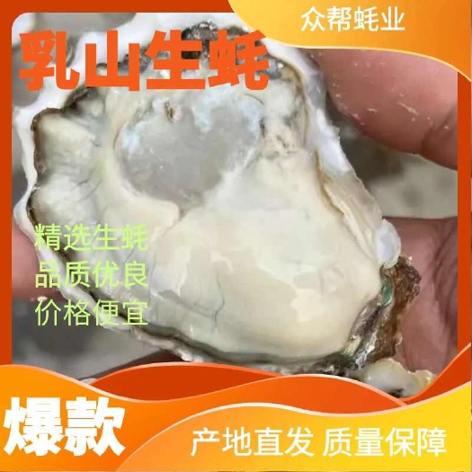 生蚝三倍体 精品生蚝