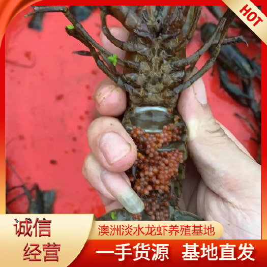 海口澳龙虾苗  蓝龙虾苗 可空运 提供技术指导