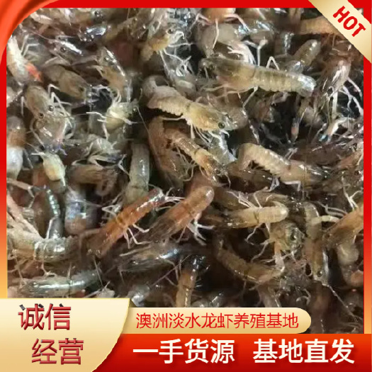 高優(yōu)質(zhì)澳洲龍蝦苗 ?；畎鼡p 提供技術(shù)指導(dǎo)