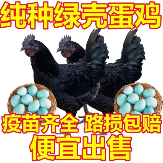 长沙五黑鸡苗五黑一绿蛋鸡苗品质纯正杜绝中间商厂家直销包打疫苗