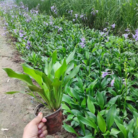 青州市紫花玉簪 耐阴苗种植基地