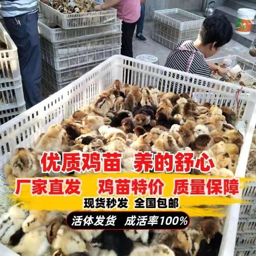 土鸡苗农村散养青脚土鸡苗小体土鸡苗质量保证包打疫苗