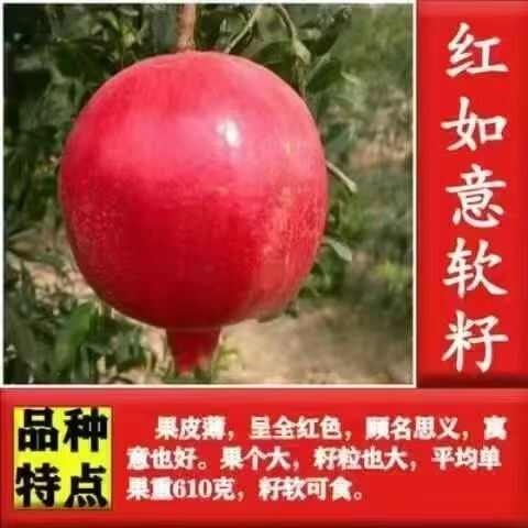 沭阳县红如意软籽石榴大石榴树苗无籽石榴盆栽地栽阳台庭院南北方种植