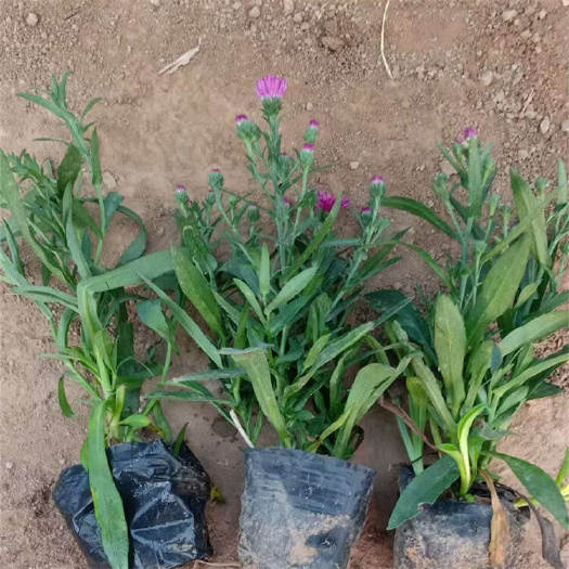 青州市荷兰菊种植基地 宿根地被草花批发