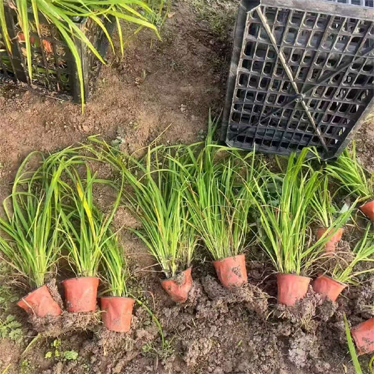 大花萱草 萱草种植基地