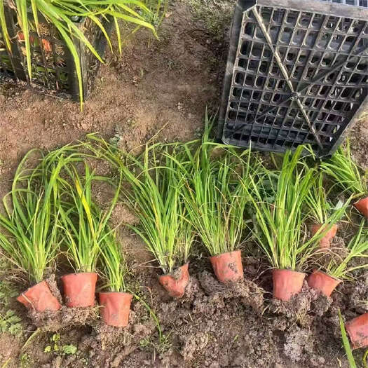 青州市大花萱草 萱草种植基地
