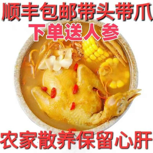 【顺丰包邮】农家散养鸽子新鲜现杀现发带头带爪带心带肝便宜