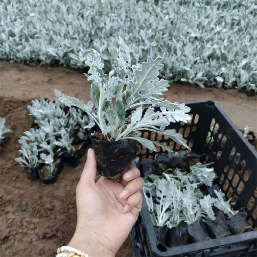 青州市银叶菊 银白色叶片景观点缀苗