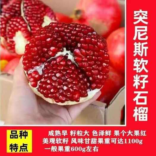 沭阳县正宗突尼斯软籽大石榴树苗无籽石榴盆栽地栽阳台庭院南北方种植