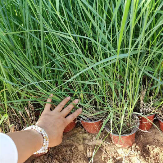 青州市重金属柳枝稷 多年生观赏草基地