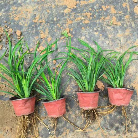 青州市金娃娃萱草 萱草批发价格