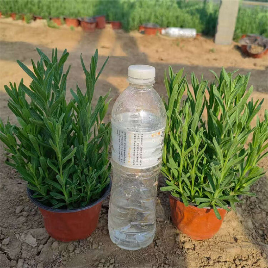 青州市薰衣草种植基地 香水植物薰衣草