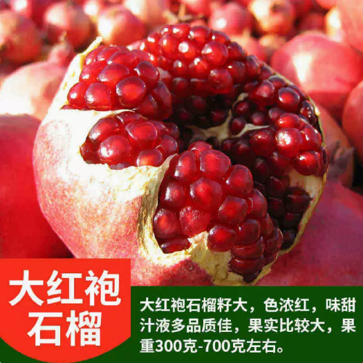 沭阳县大红袍石榴树大石榴树苗无籽石榴盆栽地栽阳台庭院南北方种植