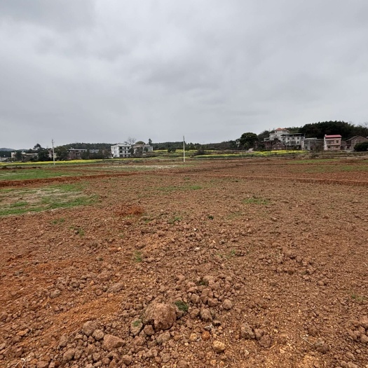衡阳高标准水稻田  400亩左右 350亩