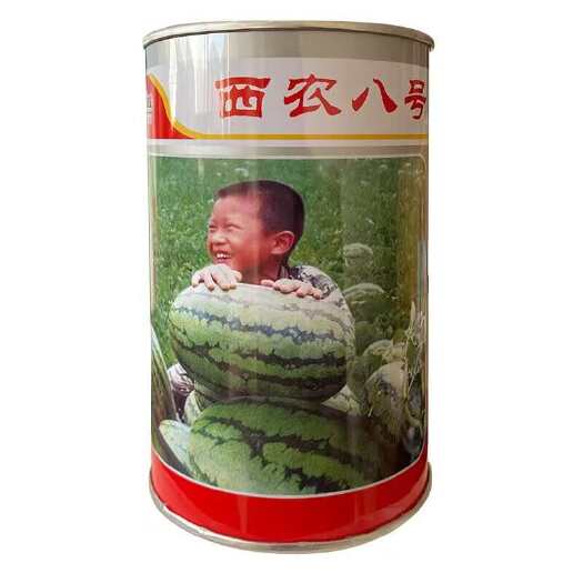 合肥西农八号西瓜种子 耐旱耐湿 果皮韧性强 瓜型大