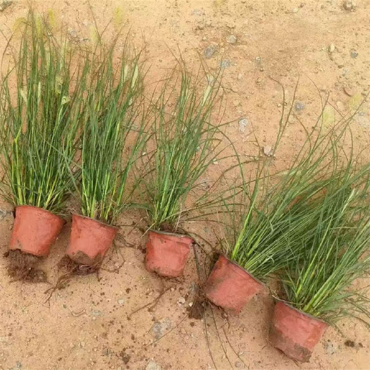 青州市青州观赏草 小兔子狼尾草批发