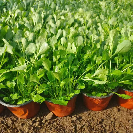 大滨菊 大白菊地被草花种植基地