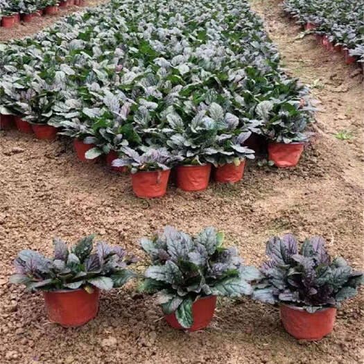 青州市筋骨草种植基地 地被苗批发