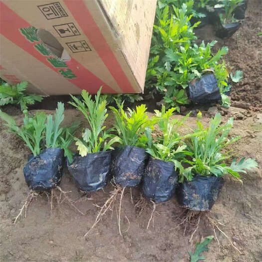 青州市黄金菊 木春菊 玛格丽特