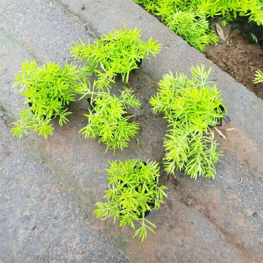 青州市金叶佛甲草种植基地 景观彩色地被
