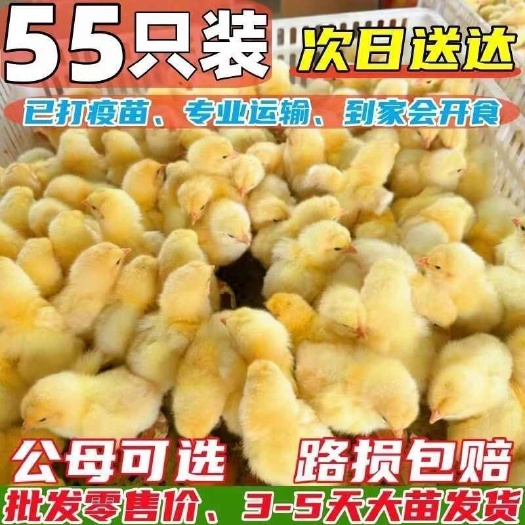 长沙三黄鸡苗大三黄鸡苗九斤黄鸡苗土鸡苗防疫齐全质量保证送货上门