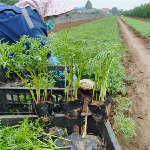 波斯菊 秋英 格桑花 草花批发
