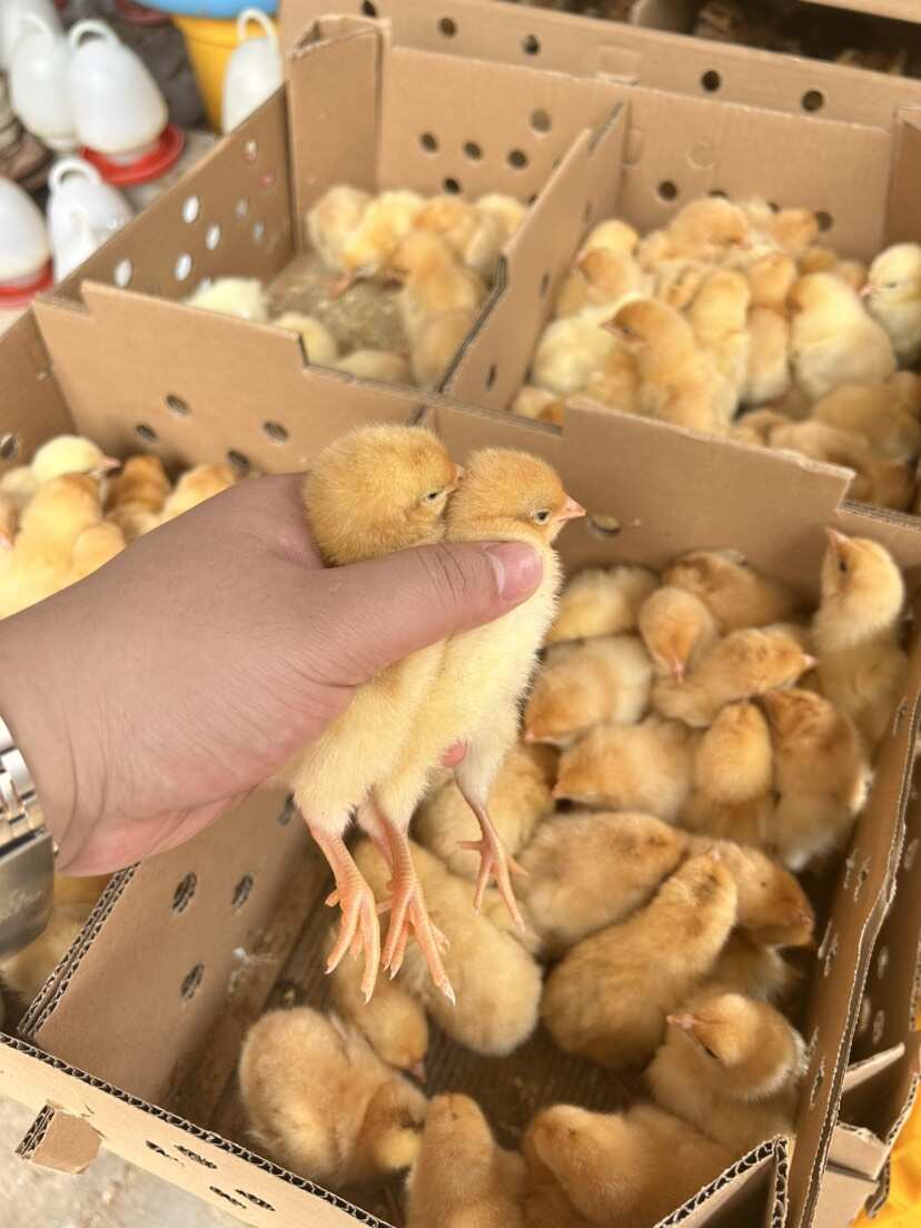 廣西邱威雞苗