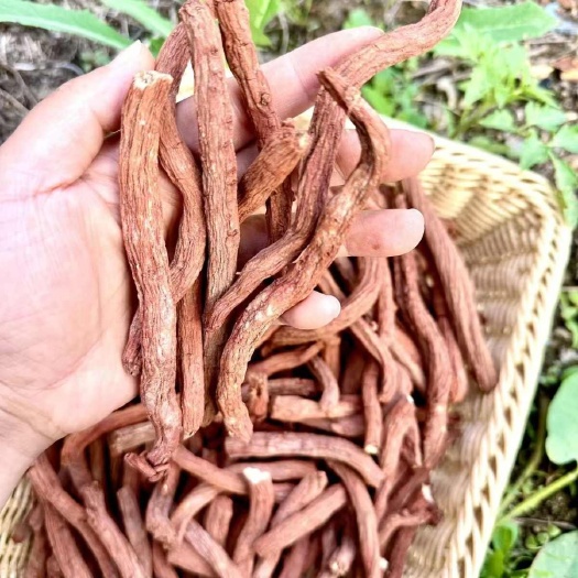 丹參條紫丹參條丹參條丹參條丹參條丹參條批發(fā)