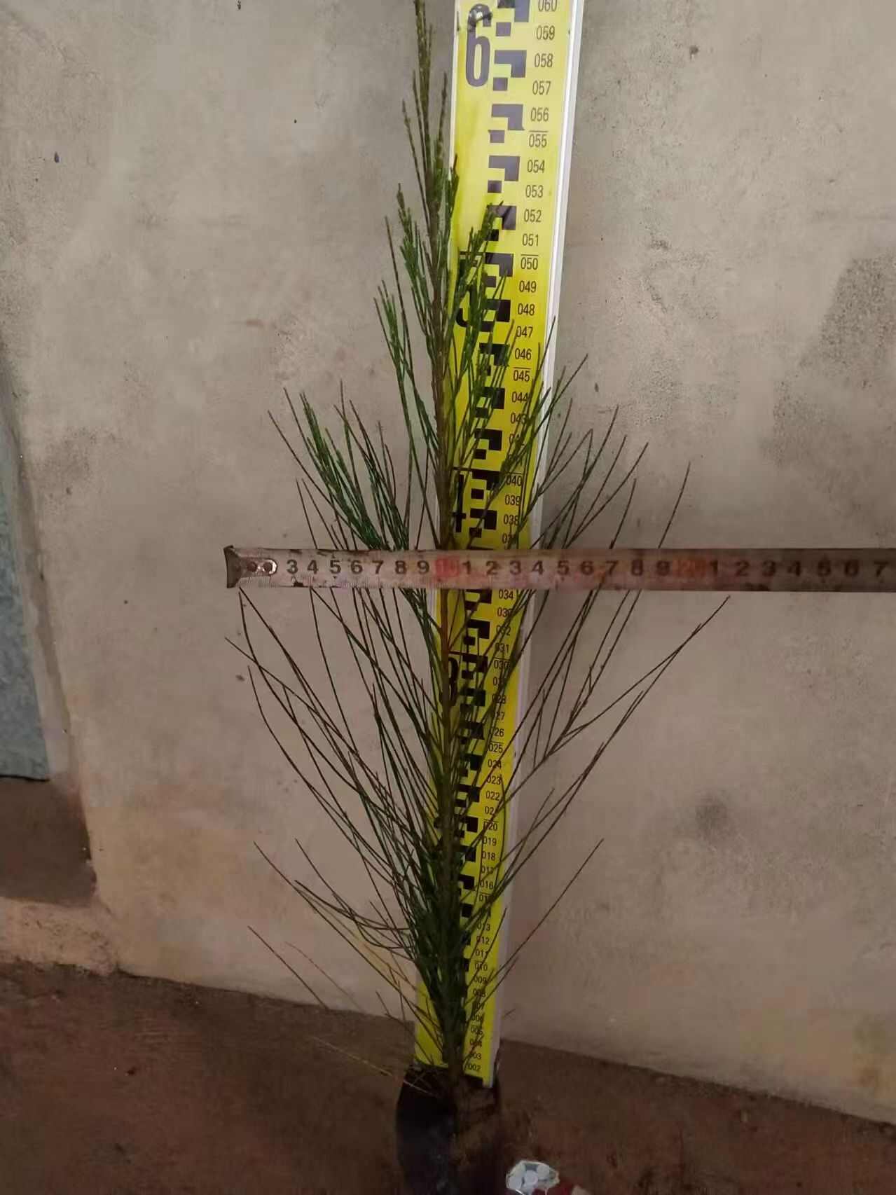 木麻黄 规格齐全 产地直销