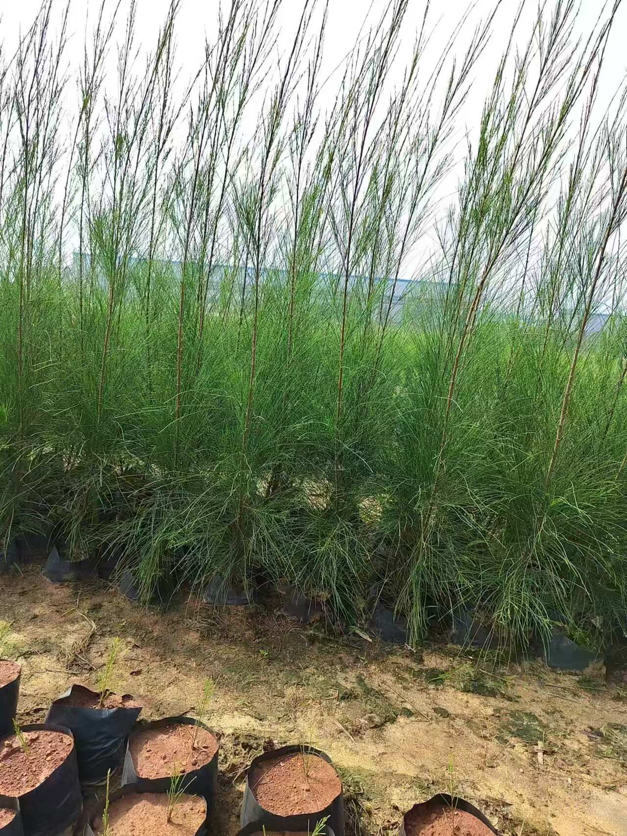 木麻黄 规格齐全 产地直销