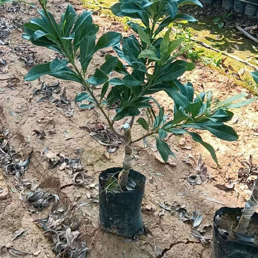 漳浦县各种杨梅树苗 规格齐全 品种齐全