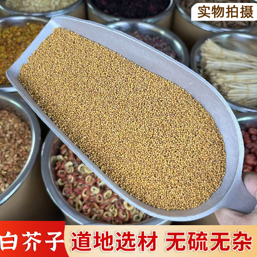 【永康元药业】白芥子批发中药材白芥子