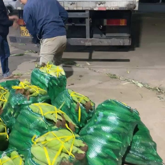 雷州市甜玉米需要的老板联系价格商量