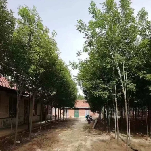 昌邑市山东自种榆树30棵，胸径10cm-25厘米左右，急出价可议