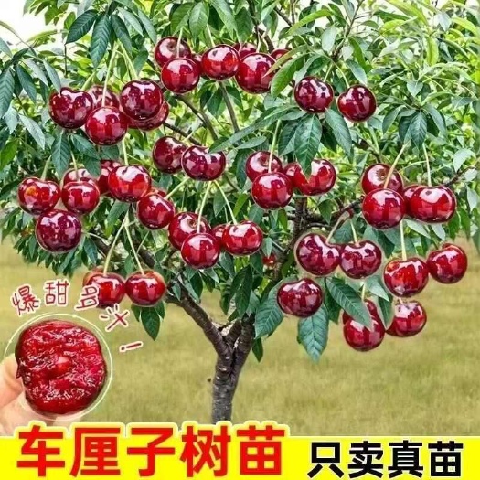 车厘子树苗大樱桃树苖南方北方种植矮化盆栽大樱桃苗庭院果树