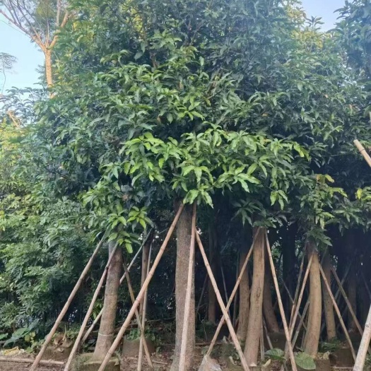 芒果苗 成品芒果树  基地直发 一手货源
