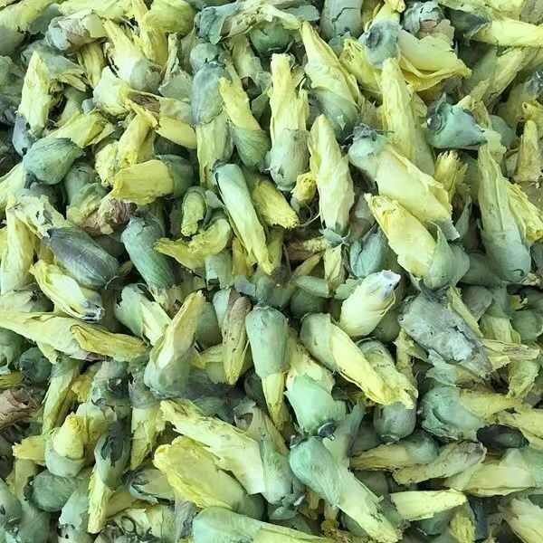 紫蜀秋葵黄蜀秋葵秋葵花紫蜀秋葵黄蜀秋葵秋葵花批发