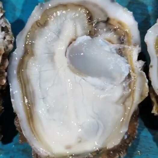 连云港小精品乳山生蚝，鲜活发货支持一件代发