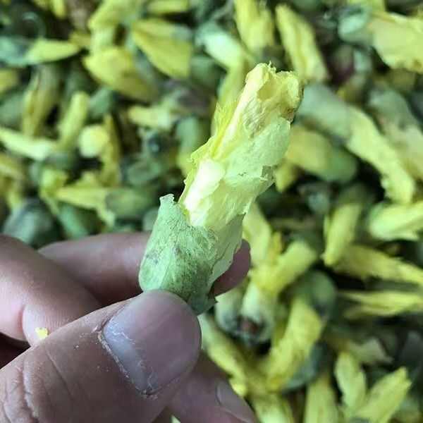 紫蜀秋葵黄蜀秋葵秋葵花紫蜀秋葵黄蜀秋葵秋葵花批发