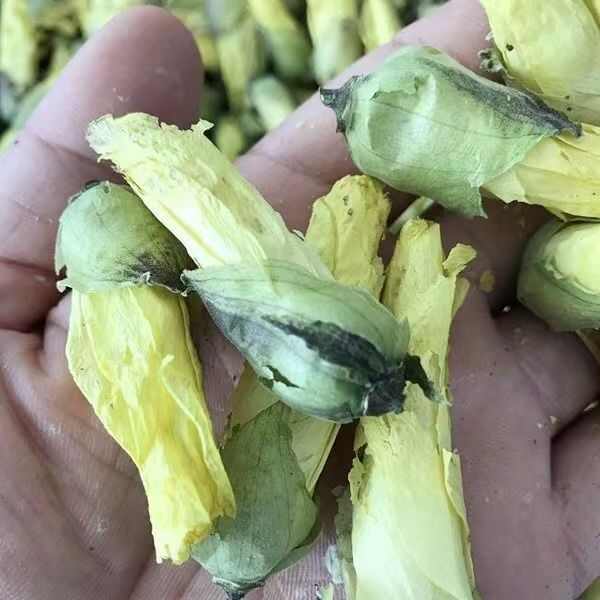 紫蜀秋葵黄蜀秋葵秋葵花紫蜀秋葵黄蜀秋葵秋葵花批发