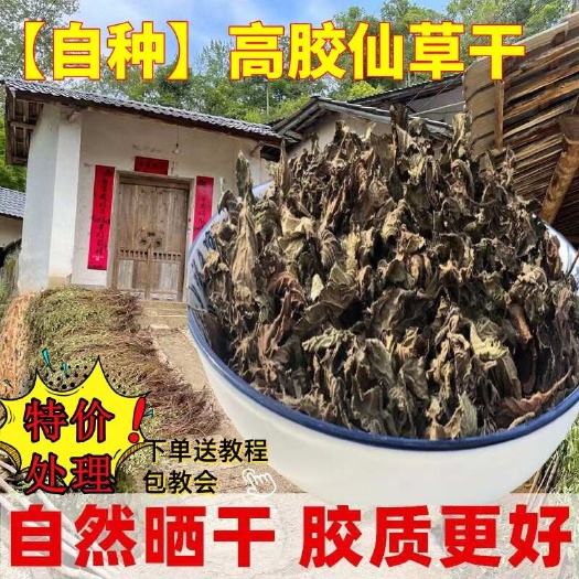 武平县10年老店】高胶仙草叶子凉粉草黑凉粉烧仙草原料批发