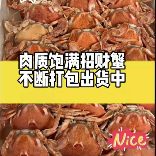 上海30-40只招财蟹熟冻发财蟹冻螃蟹