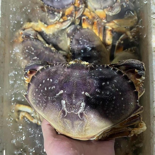 上海1-2斤珍宝蟹海鲜水产冰鲜生冻螃蟹蜘蛛蟹特大帝王蟹黄金蟹冻品